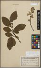 Foto von Salix appendiculata Vill. x Salix caprea L.